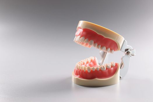 Miniature human tooth model, teeth orthodontic model or human jaw