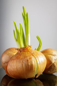 Large bulbs with sprouted green onions