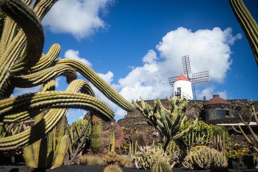 Tropical cactus garden in Guatiza village, Lanzarote, Canary Islands, Spain.