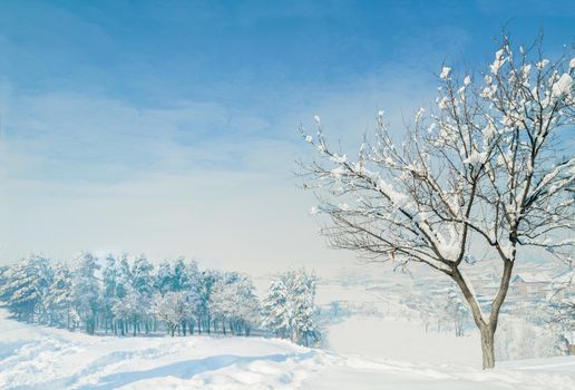 Trees in the winter. Image of a snowy landscape.
