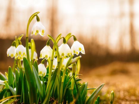 The first spring flowers, snowdrops, a symbol of nature awakening