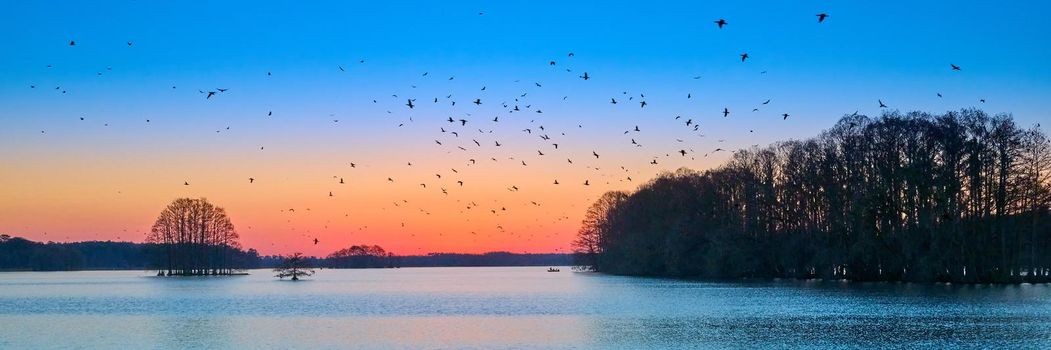 Flock of Anhingas leaving their roost in the early morining at Lake Talquin State Park near Tallahassee, FL.