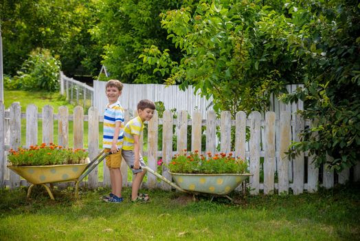 Two Little boys is playing holding a retro wheelbarrow with a harvest of flowers. Summer vocation on village concept