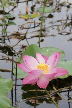 pink lotus flowers in the pond