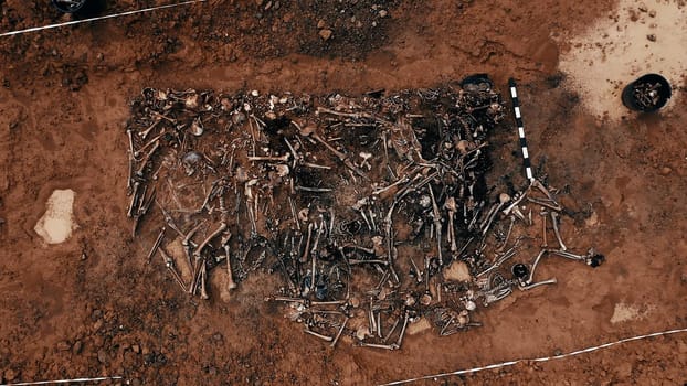 Archaeological excavations at the crime scene, Human remains in the ground. War crime scene. Site of a mass shooting of people. Human remains - bones of skeleton, skulls