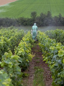 man in protective clothing sprays vines in champagne vineyard south of reims in france