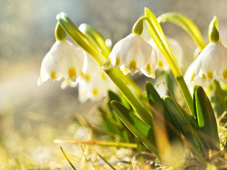 The first spring flowers, snowdrops in meadow, a symbol of nature awakening