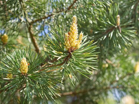 Green spring branches of pine, flowering, pollination. Pollen Allergy. Close up