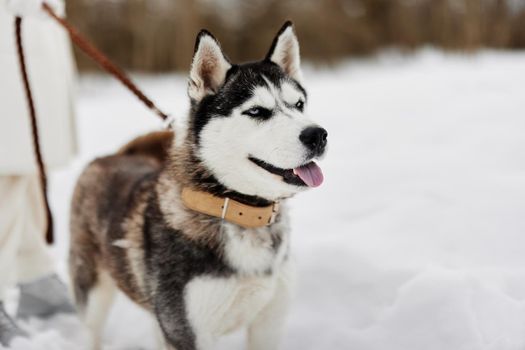 young woman with husky winter walk outdoors friendship Lifestyle. High quality photo