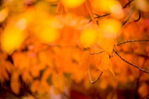 Leaves of colours of orange and yellow in Autumn