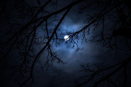 The full moon in cloudy sky seen through branches of trees at night. Selective focus