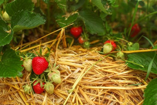Ripe and unripe strawberries in leaves, with straw under.