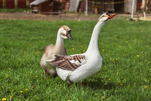 Pair of domesticated geese on a farm.