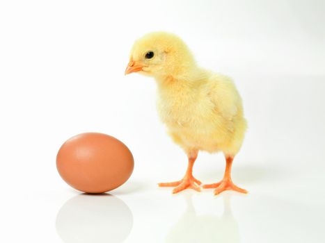 I wonder if thats my brother in there. Studio shot of a fluffy chick standing next to an egg.