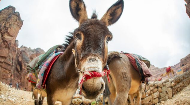 Donkey resting in Petra Jordan