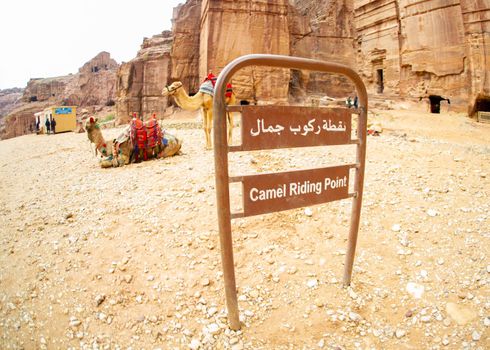 Camels resting in Petra Jordan