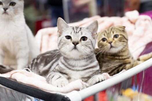 British kittens in an open-air cage at a cat show.