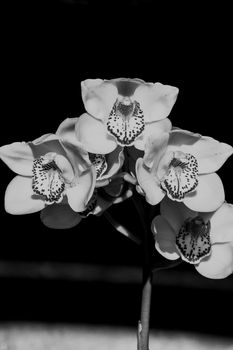 Cymbidium Orchid Flowers 8846