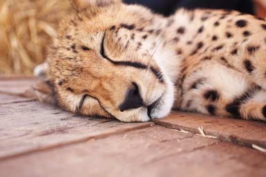 Lets keep them safe. Portrait of a cute little endangered cheetah (acinonyx jubatus) sleeping peacefully.