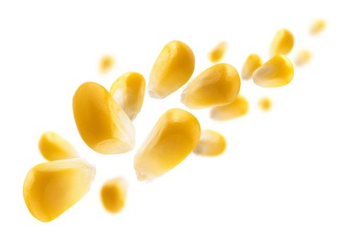 Ripe corn grains levitate on a white background