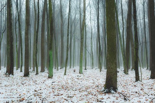 Hazy winter forest and slender trunks of trees