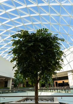 Green tree inside a big modern shoping mall.