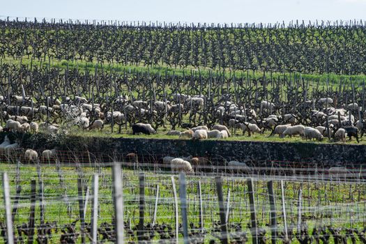 Domestic sheeps grazing in the Bordeaux vineyards, Sauternes, France