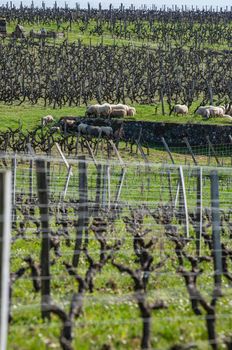 Domestic sheeps grazing in the Bordeaux vineyards, Sauternes, France