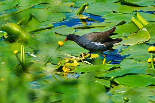 Eurasian Common Moorhen on a green water plant in Heligoland