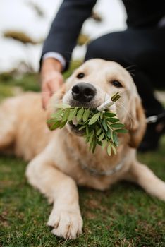 golden retriever dog at a wedding