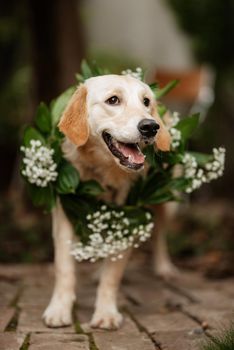 golden retriever dog at a wedding