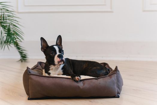 Adorable Boston Terrier dog lying on a cozy dog bed. Domestic adorable pet concept
