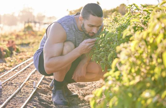 These herbs will be delicious in tonights dinner. Shot of a young man smelling plants in his garden.