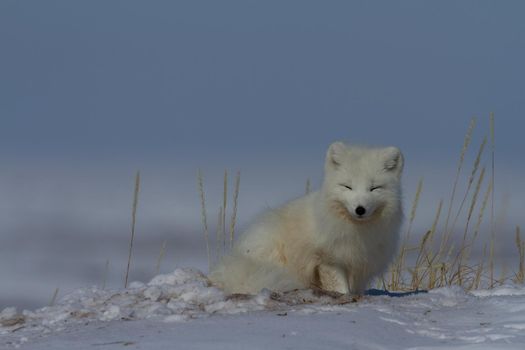 Arctic fox, Vulpes Lagopus, hiding behind grass, with snow on the ground