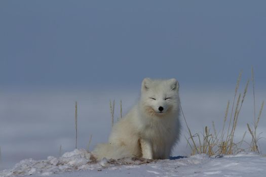 Arctic fox, Vulpes Lagopus, sitting in snow and staring around the tundra