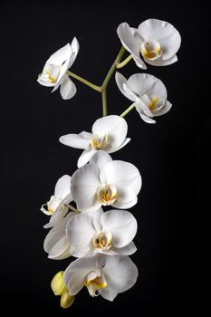 White phalaenopsis orchid flowers on black background