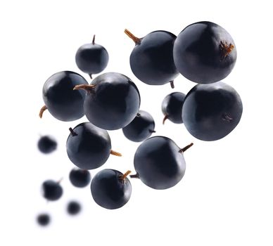 Blackcurrant berries levitate on a white background