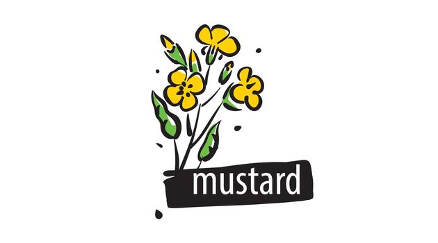 Drawn Mustard isolated on a white background