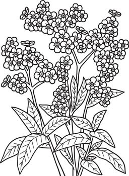Forget-Me-Nots Flower Coloring Page for Adults