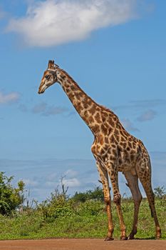 Giraffe (Giraffa camelopardalis) 15264