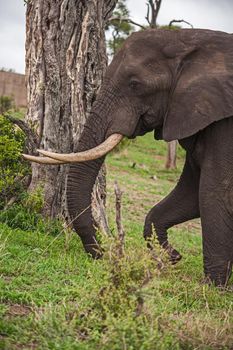 African Elephant (Loxodonta africana) 15117