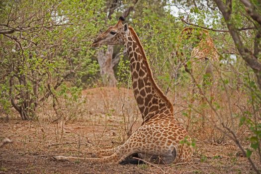 Resting Giraffe 15074