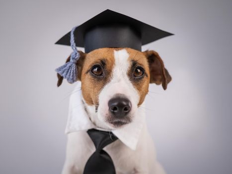 Jack Russell Terrier dog dressed in a tie and an academic cap in front of a white background.