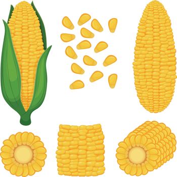Corn. A set with an image of whole corn with leaves, without leaves, pieces of corn and corn seeds. Vector illustration on a white background