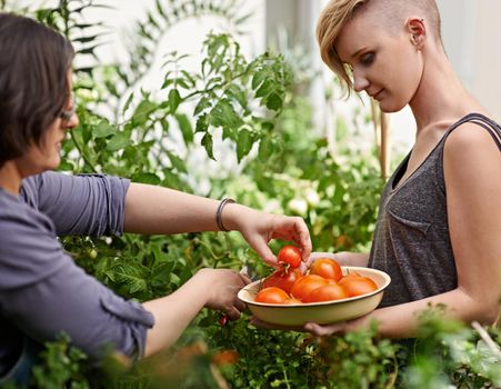 There are so many ripe ones. Two women picking home-grown tomatoes in their garden.