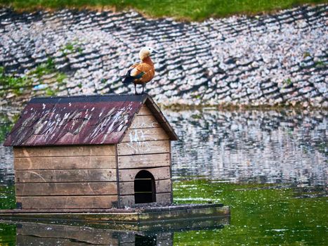 A beautiful bird house is floating on among the city pond in the Park. On the house sitting Seagull. Ducks sit at the threshold. Rare footage. general plan