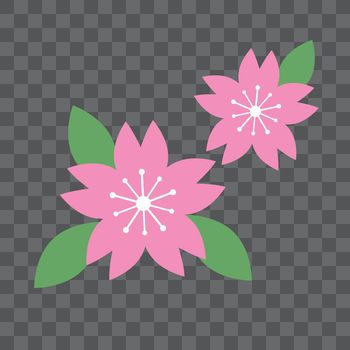 Cherry blossoms isolated on transparent background. Vector.