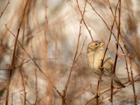 A timid brown little sparrow sits on a branch, a bird in the thick branches of an acacia tree. Wild and free nature. photo animalism. artistic blurring