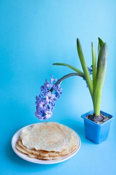 On a blue background, a lilac hyacinth flower in a pot, next to a plate of pancakes.