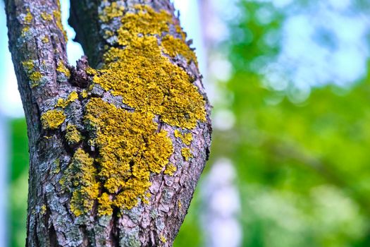 tree is covered with moss which damages the tree and kills it by allowing it to develop fungal diseases and infections. color